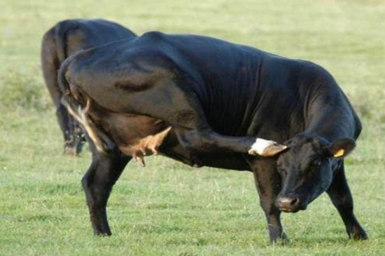 В ноябре у скота в России выявили 14 случаев бешенства